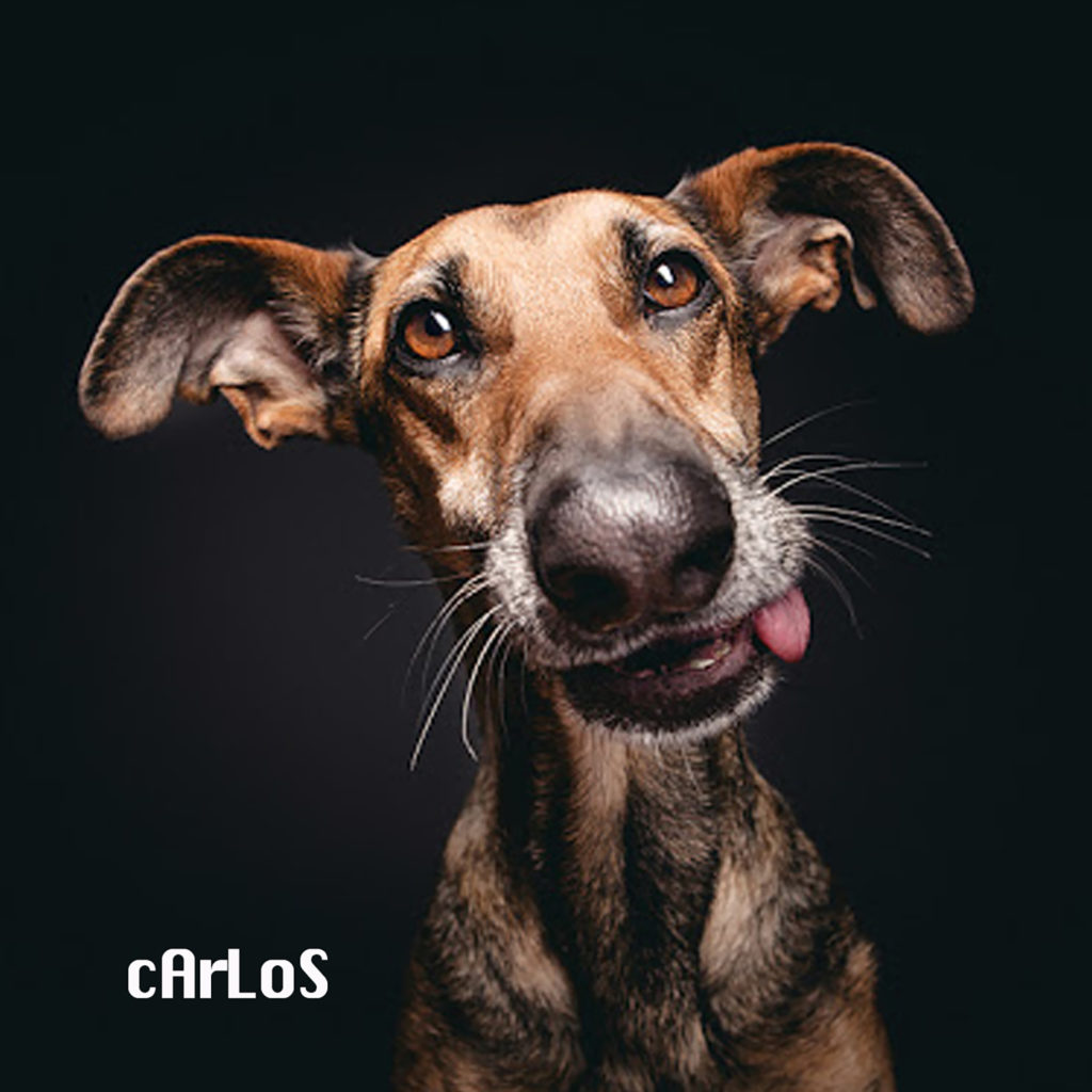 A dog with its tongue hanging out and text " carlos ".