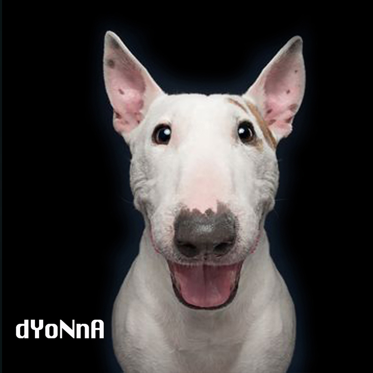 A white bull terrier dog with its tongue hanging out.